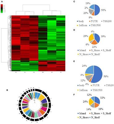 CAMTA1 gene affects the ischemia-reperfusion injury by regulating CCND1